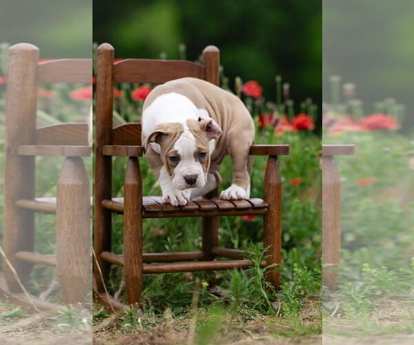 Medium Photo #13 Mutt Puppy For Sale in Garner, NC, USA