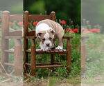 Small #12 Mutt