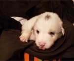 Small Photo #12 Australian Shepherd Puppy For Sale in HERNANDO, MS, USA