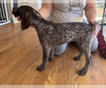 Puppy ANNA German Shorthaired Pointer