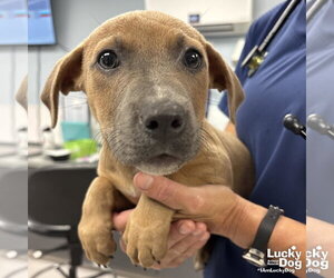 Dachshund-Retriever  Mix Dogs for adoption in Washington, DC, USA