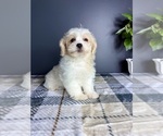 Small #4 Maltipoo