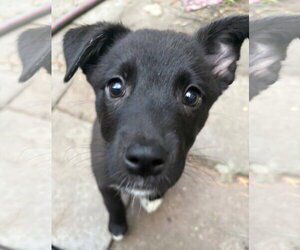 Mutt Dogs for adoption in Mount Pleasant, SC, USA