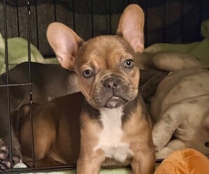 French Bulldog Puppy for sale in FRUITLAND, MD, USA