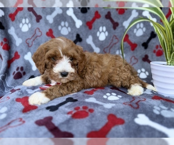 Medium Photo #2 Cavapoo (Miniature) Puppy For Sale in LAKELAND, FL, USA