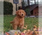 Small Photo #3 Goldendoodle (Miniature) Puppy For Sale in PLACERVILLE, CA, USA