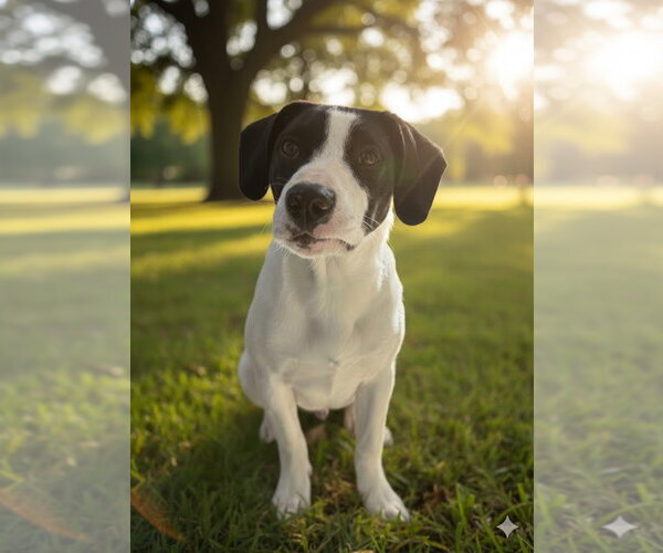 Medium Photo #2 Rat Terrier-Unknown Mix Puppy For Sale in Mooresville, NC, USA