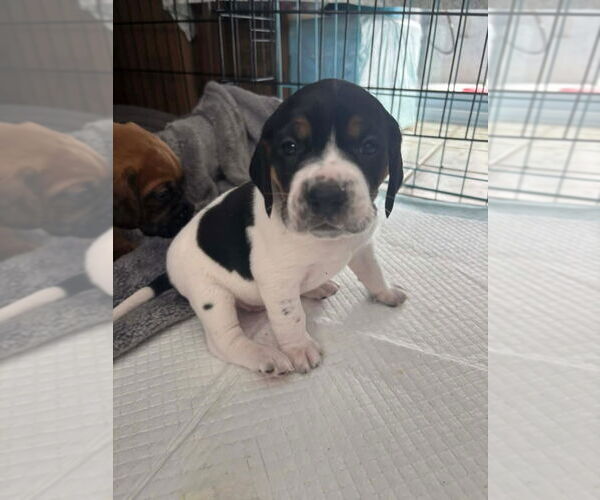 Medium Photo #3 Beagle-Unknown Mix Puppy For Sale in New York, NY, USA