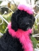 Small Photo #3 Goldendoodle-Poodle (Standard) Mix Puppy For Sale in KISSIMMEE, FL, USA