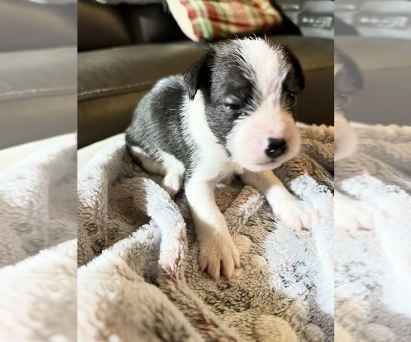 Medium Photo #6 Boston Terrier-Jack Russell Terrier Mix Puppy For Sale in LONDONDERRY, NH, USA