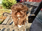 Small Photo #50 Shih Tzu Puppy For Sale in HAYWARD, CA, USA