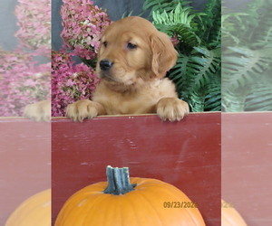 Golden Retriever Puppy for Sale in THORP, Wisconsin USA