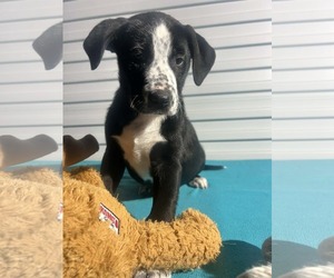 Mutt Dogs for adoption in Tarrytown, GA, USA