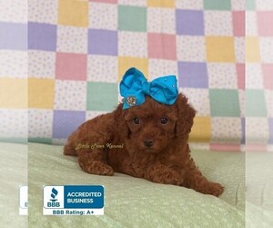 Poodle (Toy) Puppy for sale in WINNSBORO, LA, USA