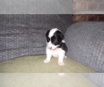 Small Photo #5 Border Collie Puppy For Sale in AIKEN, SC, USA