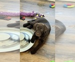 Puppy 2 Labrador Retriever