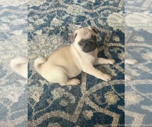 Pug Puppy for sale in HOMESTEAD, FL, USA