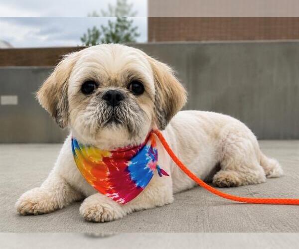 Medium Photo #1 Shih Tzu Puppy For Sale in Orange, CA, USA