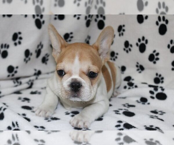 Medium Photo #2 French Bulldog Puppy For Sale in CORAL SPRINGS, FL, USA