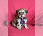 Small Photo #2 Maltipoo Puppy For Sale in ATGLEN, PA, USA