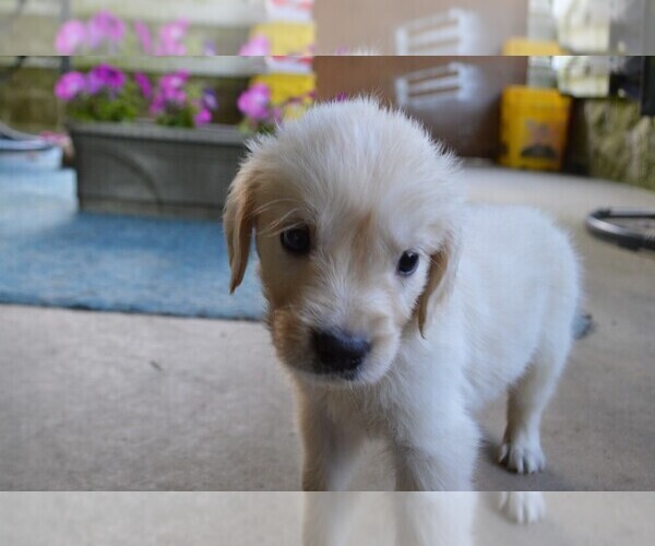 Medium Photo #14 Golden Retriever Puppy For Sale in SCHNECKSVILLE, PA, USA