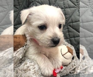 West Highland White Terrier Puppy for sale in ROLLA, MO, USA