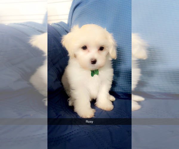 Medium Photo #1 Maltipoo (Miniature) Puppy For Sale in HIGH POINT, NC, USA