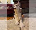 Small #12 Siberian Husky