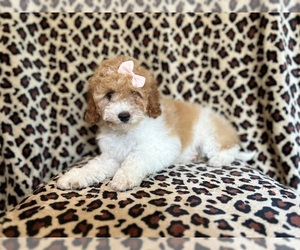 Miniature Bernedoodle Puppy for sale in LAKELAND, FL, USA