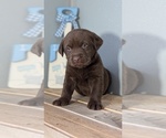 Small #3 Labrador Retriever