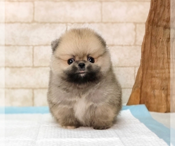 Medium Photo #7 Pomeranian Puppy For Sale in MIAMI, FL, USA
