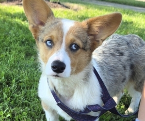 Pembroke Welsh Corgi Puppy for sale in MILTON, WI, USA
