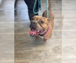 Small #10 American Bulldog Mix