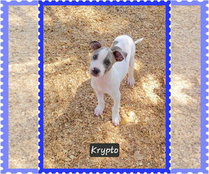 Mutt Dogs for adoption in Granbury, TX, USA