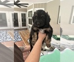 Small Photo #65 Aussiedoodle Puppy For Sale in LONGWOOD, FL, USA