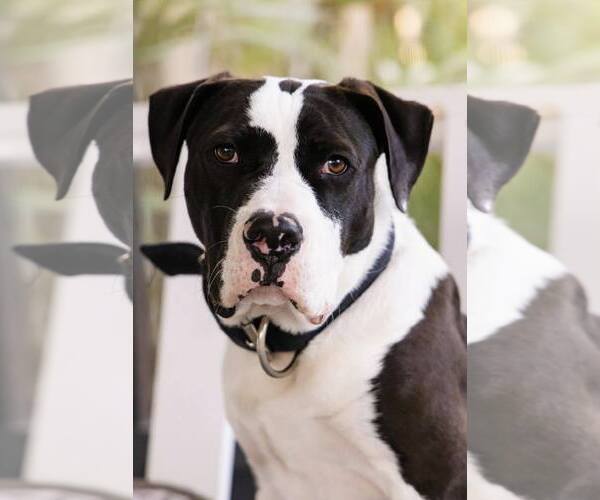 Medium Photo #1 Mutt Puppy For Sale in  Gainesville, FL, USA