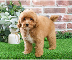 Small #16 Cavapoo (Miniature)