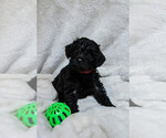 Small #22 Schnoodle (Miniature)