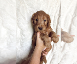 Goldendoodle Puppy for sale in COMMERCE, GA, USA