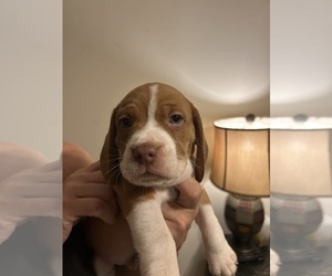 Medium Beabull-Beagle Mix