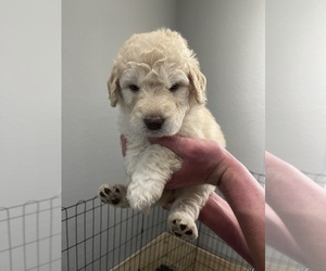Double Doodle Puppy for sale in ORLANDO, FL, USA