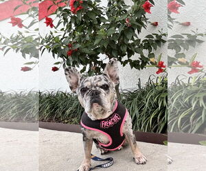 French Bulldog Dogs for adoption in Sanford, FL, USA