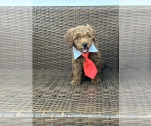 Goldendoodle (Miniature) Puppy for sale in ORLANDO, FL, USA