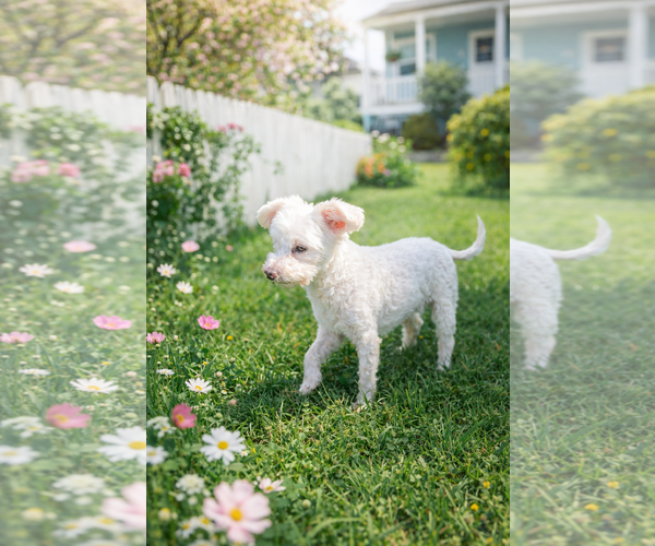 Medium Photo #5 Poodle (Miniature) Puppy For Sale in Rosenberg, TX, USA