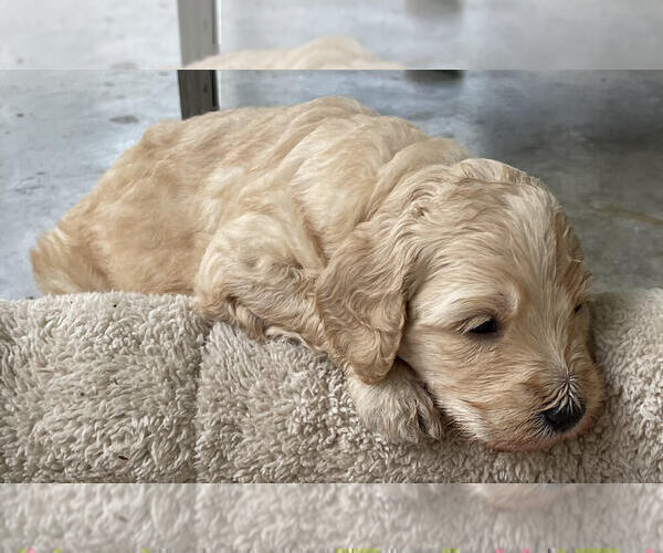 Medium Photo #3 Labradoodle Puppy For Sale in HOUSTON, TX, USA