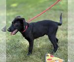 Small #3 German Shepherd Dog Mix