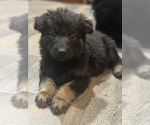 German Shepherd Dog Puppy for sale in MIDLOTHIAN, TX, USA