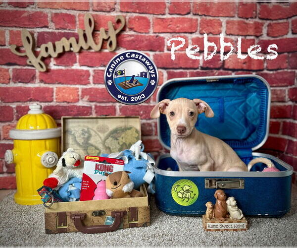 Medium Photo #6 Chiweenie Puppy For Sale in Arcadia, FL, USA