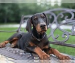 Small #2 Doberman Pinscher