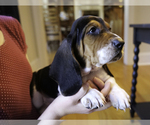 Small Photo #5 Basset Hound Puppy For Sale in CUMMING, GA, USA